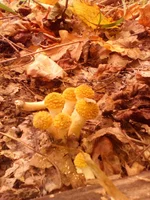 IMG_20161005_102706.jpg