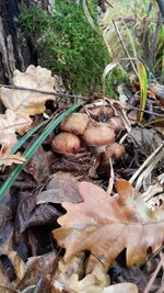 IMG_20161008_104653.jpg