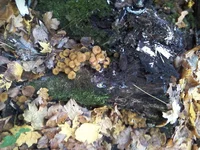 -0384.webp