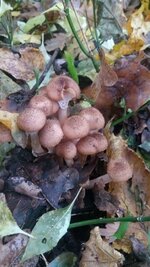 PHOTO_20161007_160731.jpg