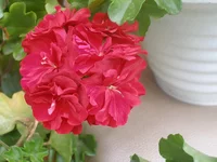image (4).webp