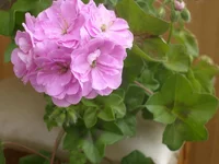 image (2).webp