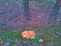 WP_000707.webp