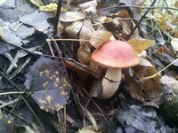 IMG_20161006_105910.jpg