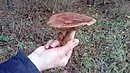 IMG_20161008_100609[1].webp