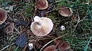 IMG_20161008_100543[1].webp
