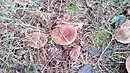 IMG_20161008_100516[1].webp