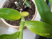 100_3916.webp