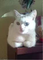 kote.webp