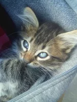 kote2.webp