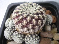 P1010031.webp