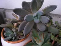 P1010091.jpg