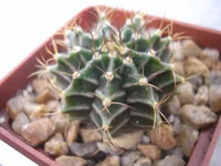 P1010034.webp