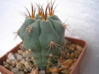 P1010041.webp