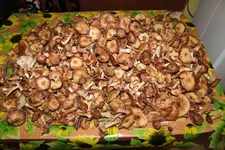IMG_1602.jpg