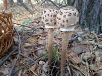 20161014_131835.webp