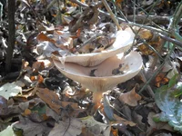 DSCN5778.webp
