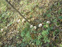 DSCN5780.jpg