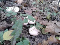 20161015_122256.webp