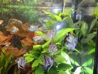 CIMG7240.webp