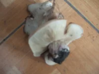 DSCF3943.webp