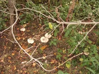 DSCF3945.webp