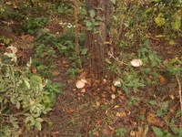 DSCF3946.webp