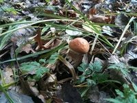 IMG_1084[1].webp