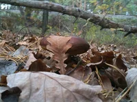 IMG_1090[1].webp