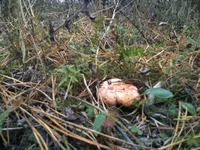IMG_1094[1].webp