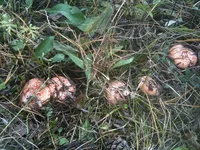 IMG_1096[1].webp