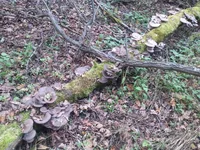 20161015_165821.webp