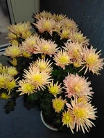 IMG_20161018_152919.webp