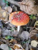 DSCN5785.webp