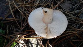 IMG_20161022_095218.jpg