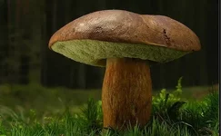 mohovik_foto_opisanie_2.webp