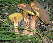 mohovik-zelenyj-foto3.webp