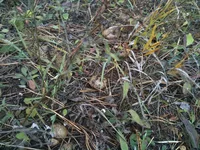 IMG_1106[1].webp
