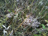 IMG_1111[1].webp