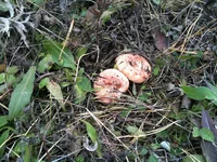 IMG_1117[1].webp