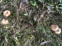 IMG_1120[1].webp