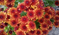  2293.webp