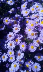  2329.webp