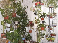 SDC110232.webp