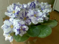 05052009(012).webp