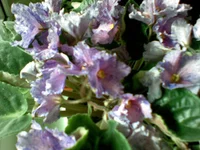 05052009(022).webp