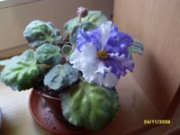 SDC11000.webp