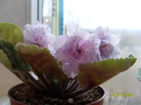 SDC10985.webp