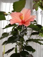 SDC11004.webp