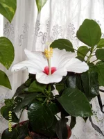 SDC11003.webp